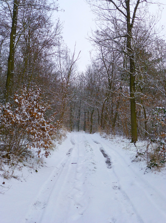 Photo of a forest road in the winterの写真素材