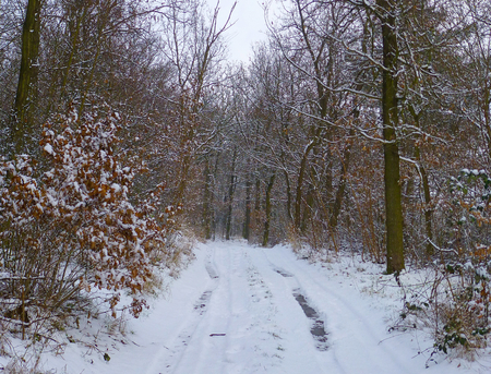 Photo of a forest road covered in snowの写真素材