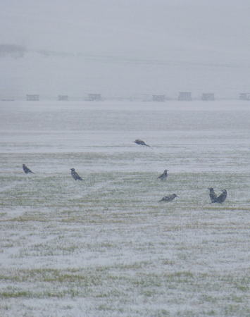 Photo of a flock of crows on the snow covered fieldの写真素材