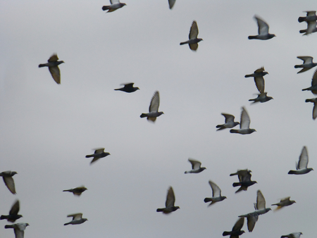 Photo of a group of pigeons flying in the white cloudy skyの写真素材
