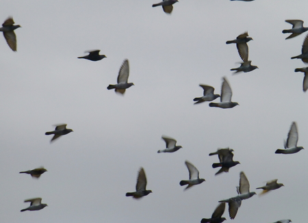 Photo of a flock of gray birds flying in the white cloudy skyの写真素材