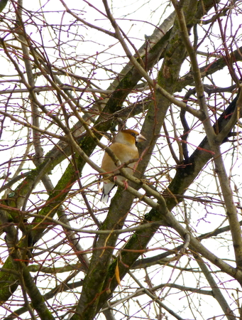 Photo of a hawfinch on the branch of the leafless treeの写真素材