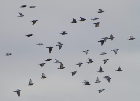 Photo of a large flock of pigeons flying in the white cloudy skyの写真素材
