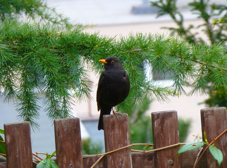 Photo of a common blackbird sitting on the wooden fenceの写真素材