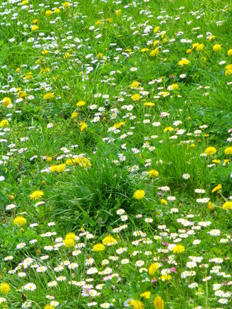 Photo of a meadow full of flowersの写真素材