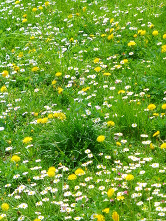 Photo of a meadow full of plants and flowersの写真素材