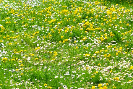 Photo of a pasture full of various plants and flowersの写真素材