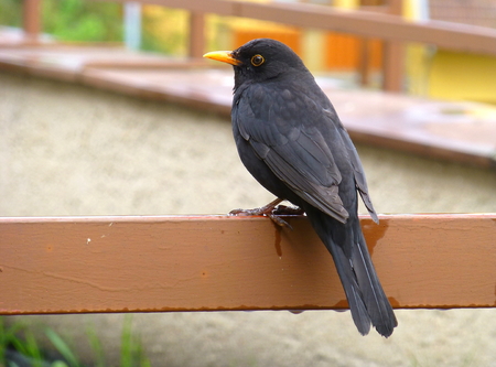 Photo of a blackbird sitting on the brown railingの写真素材