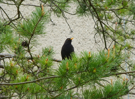 Photo of a male blackbird sitting on the branch of a pine treeの写真素材