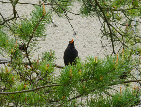 Photo of a male common blackbird sitting on a branch of a pine treeの写真素材