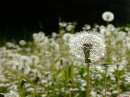 Photo of a meadow filled with ripe dandelionsの写真素材