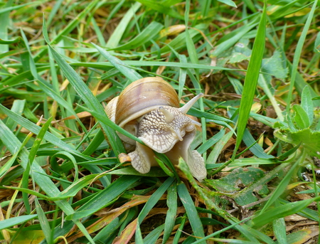 Photo of a Roman snail crawling on the grassの写真素材