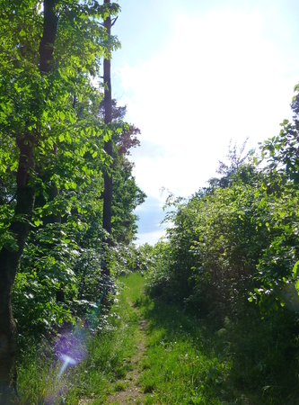 Photo of a narrow forest path surrounded by lush vegetationの写真素材
