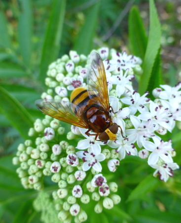 Photo of a hornet mimic hoverfly sitting on a flowerの写真素材