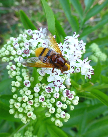 Photo of a colorful hoverfly sitting on a white flowerの写真素材