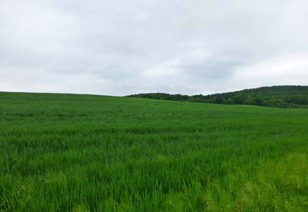 Photo of a large green field under cloudy skyの写真素材