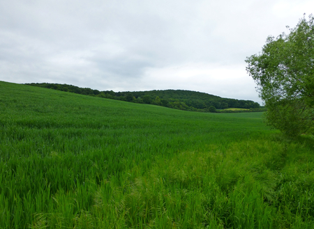 Photo of a green field under cloudy skyの写真素材