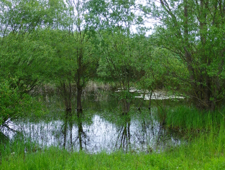 Photo of a small pond surrounded by lush vegetationの写真素材
