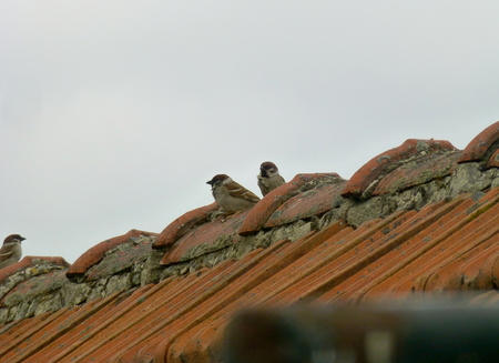 Photo of three Eurasian tree sparrows sitting on the rooftopの写真素材