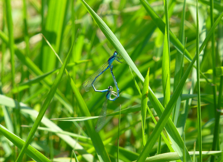 Photo of a couple of beautiful blue damselflies mating on grassの写真素材