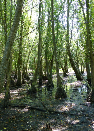 Photo of a riparian forest on a sunny dayの写真素材