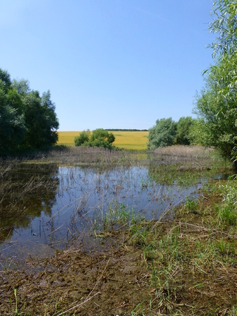 Photo of a small pond surrounded by trees on a sunny dayの写真素材