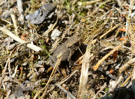 Photo of a cute brown frog standing on dry grassの写真素材
