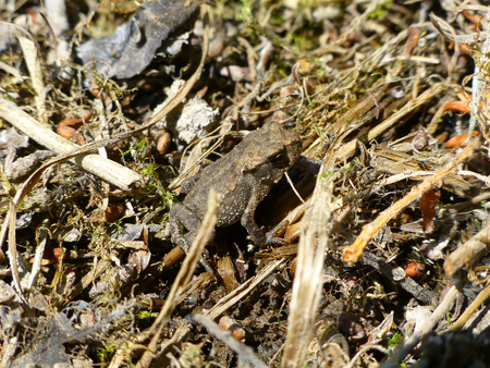 Photo of a baby brown frog standing on dry grassの写真素材