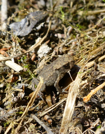 Photo of a cute little brown frog standing on dry grassの写真素材