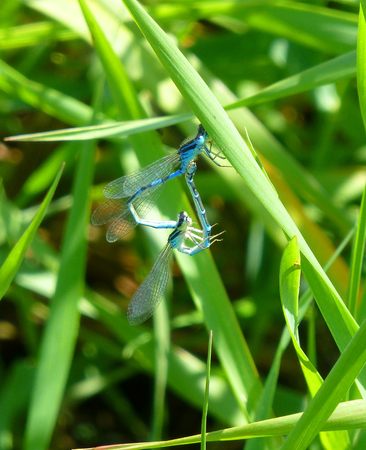 Photo of a pair of beautiful blue damselflies mating on grassの写真素材