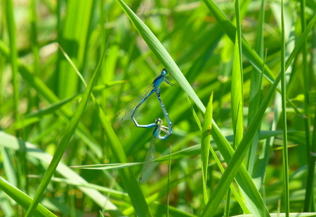Photo of two damselflies mating on grassの写真素材