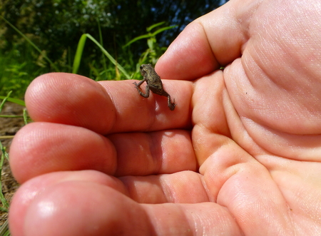 Photo of a cute little brown frog sitting on a human handの写真素材