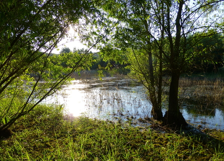 Photo of sunlight reflecting on the surface of a small pond surrounded by lush vegetationの写真素材