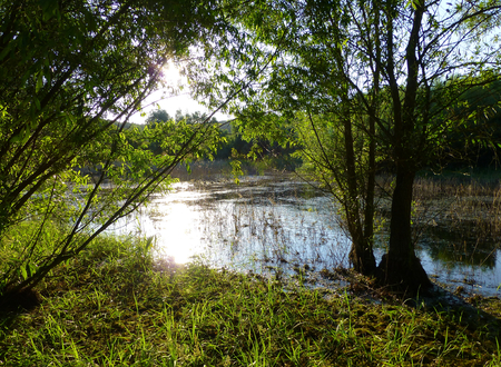 Photo of sunlight reflecting on a shallow pond surrounded by lush green vegetationの写真素材