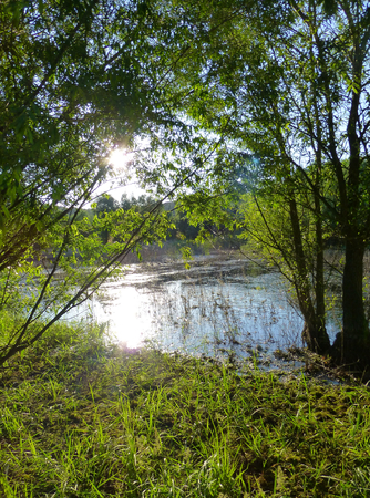 Photo of sunlight reflecting on the surface of a shallow pond surrounded by plants and treesの写真素材