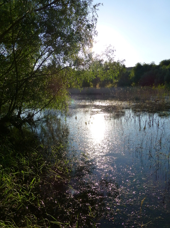 Photo of sunlight reflecting on the surface of a small lake surrounded by vegetationの写真素材
