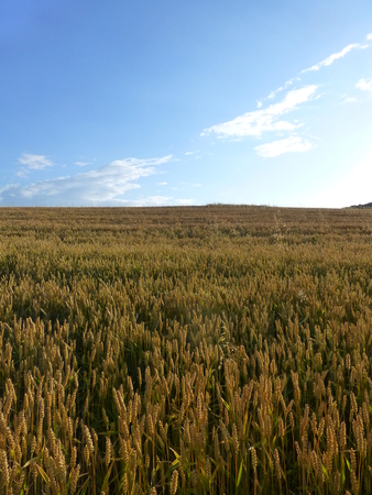 Photo of a field full of crops under an evening skyの写真素材