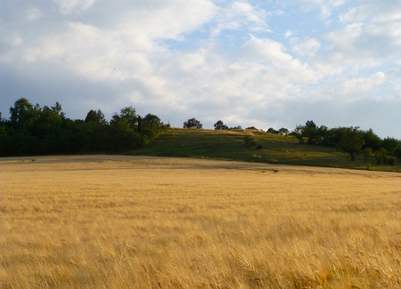 Photo of a small hill next to a field full of barleyの写真素材
