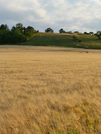 Photo of a barley field next to a small hillの写真素材
