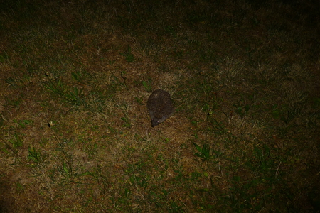 Photo of a small hedgehog standing on the grass at nightの写真素材
