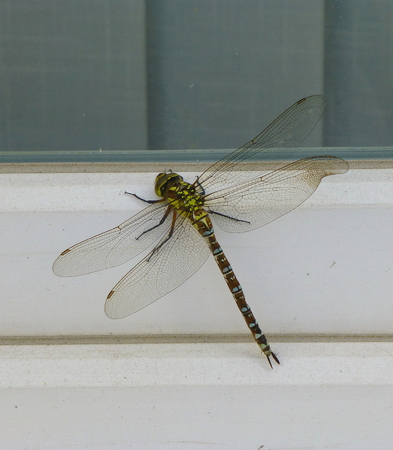 Photo of a large colorful dragonfly on a frame of a windowの写真素材