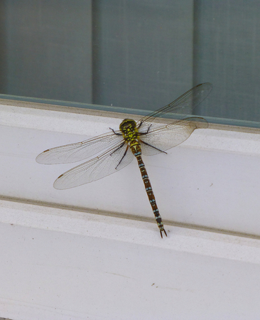 Photo of a large colorful dragonfly sitting on the frame of a windowの写真素材