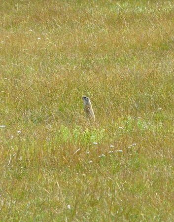 Photo of a standing European squirrel surrounded by grassの写真素材