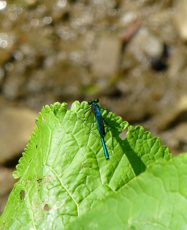 Photo of a beautiful blue damselfly resting on a leaf of a green plantの写真素材