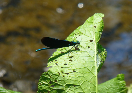 Photo of a beautiful blue damselfly with black wings sitting on a green leafの写真素材