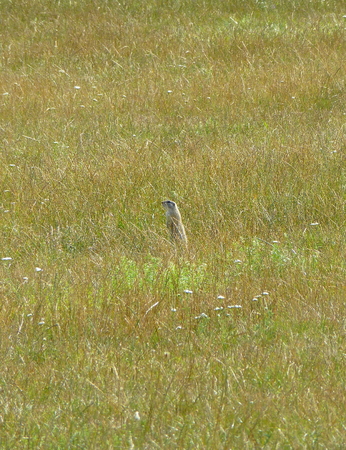 Photo of a European ground squirrel standing in the dry grassの写真素材