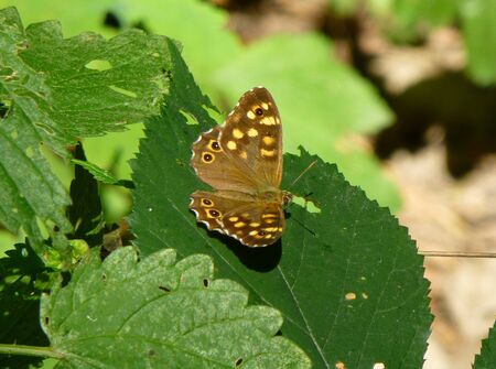 Photo of a pretty brown butterfly with yellow spots sitting on a leaf of a plantの写真素材