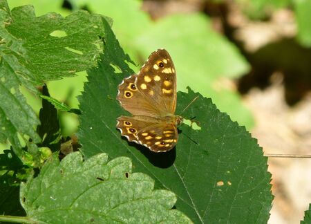 Photo of a pretty brown butterfly with yellow spots sitting on a leaf of a green plantの写真素材