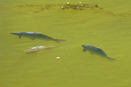 Photo of a little shoal of fish swimming in the Murky waterの写真素材