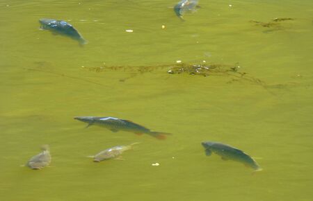Photo of several fish swimming in the murky waterの写真素材